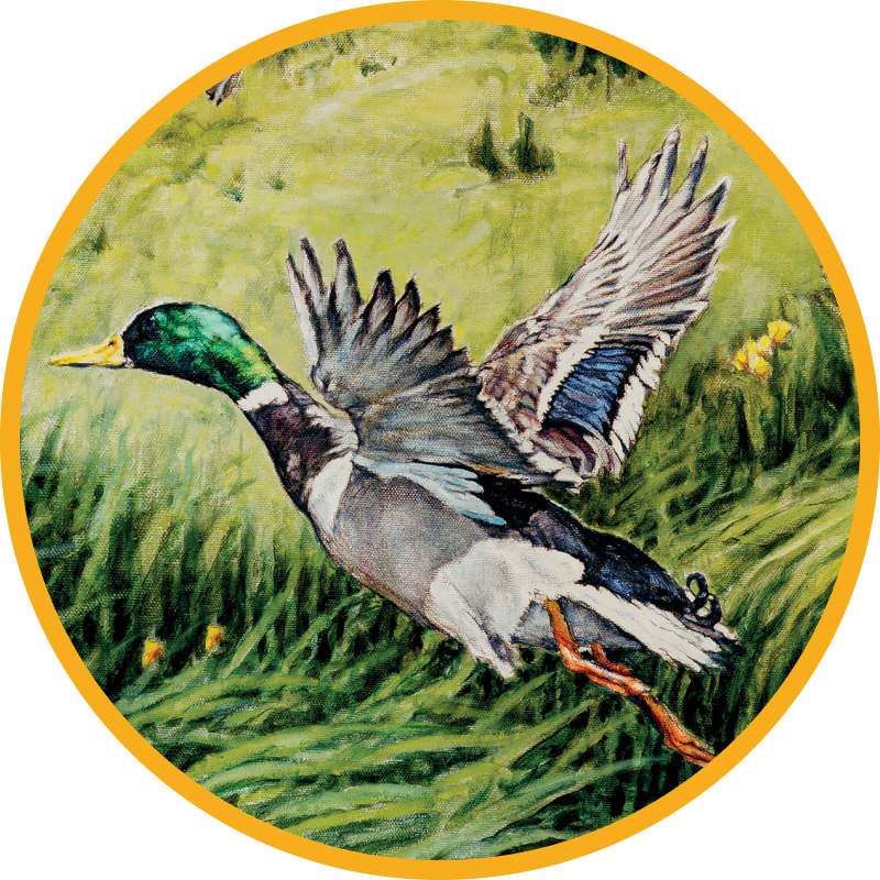 Painting of Ducks Flying