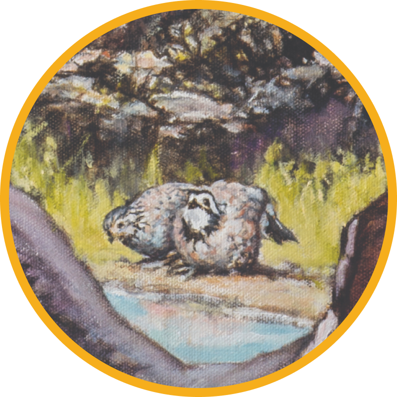 Painting of Quail